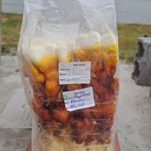 Reishii Grow in Bag