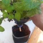 Spearmint in Vermiponic planter
