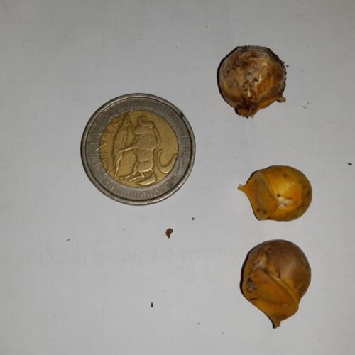 Elephant Garlic Corms