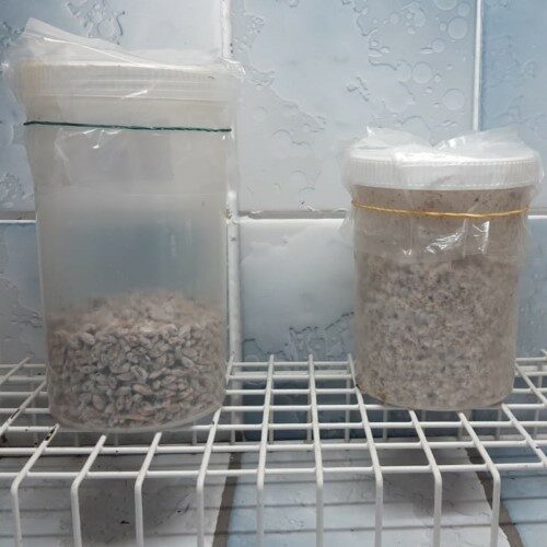 Polypropylene Culture Bottles