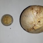 Elephant Solo Garlic rounds