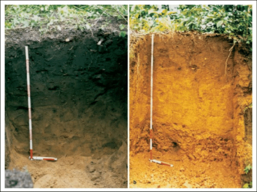 Comparison of Terra Preta soils to surronding slash and burn methods.
