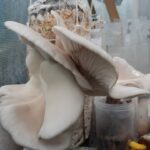 White Oyster Log