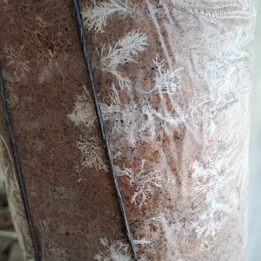 BioAC Rhizomorphic growth