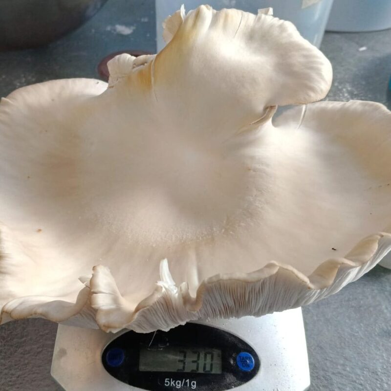White Oyster on Bundu Masters Mix