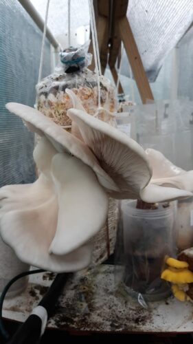 White oyster bundu tek grow log