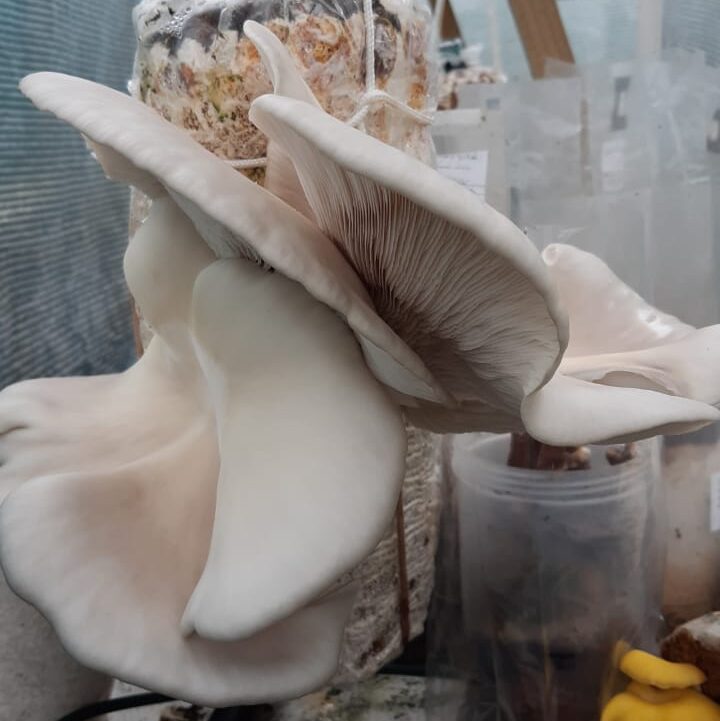 White oyster bundu tek grow log