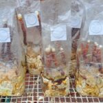 Reishi Grow-in-Bag