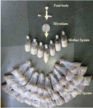 Spawn production