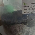 6% BioACt with KO and CVG casing