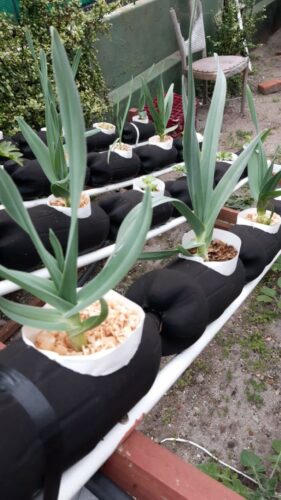 Elephant Garlic in Soda Bottle System