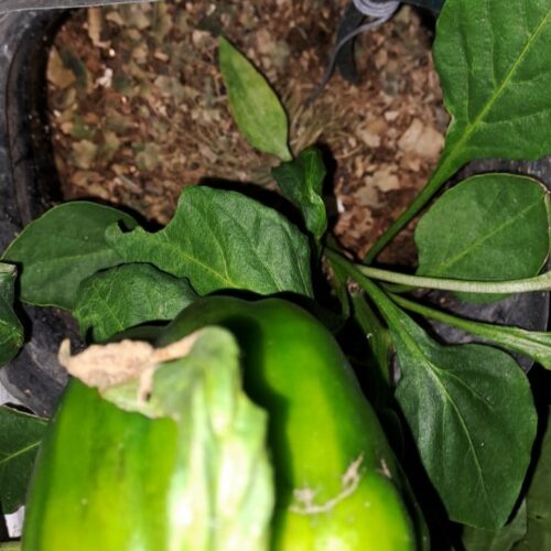 Pepper Bioponic trials SMS spent mushroom substrate