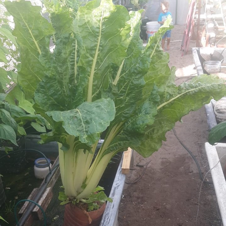 organic hydroponic spinach