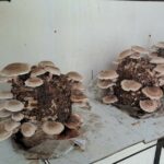 Bundu Shiitake on straw in summer
