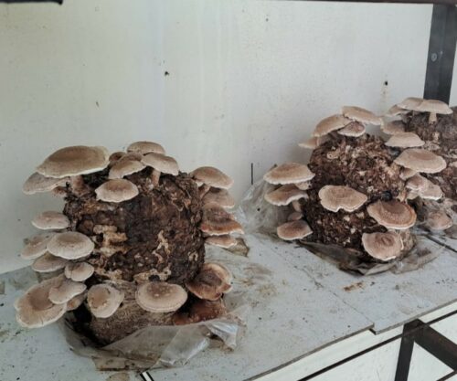 Bundu Shiitake on straw in summer