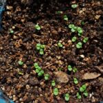 Seedling mix, Vitavermi Shield 1:50