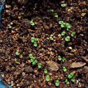 Seedling mix, Vitavermi Shield 1:50
