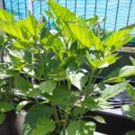 Vermiponic Peppers