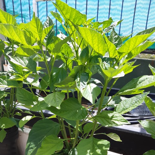 Vermiponic Peppers