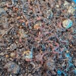 Worm bin feed
