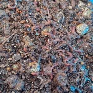 Worm bin feed