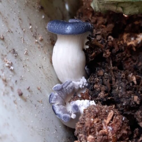 king oyster in the worm bin
