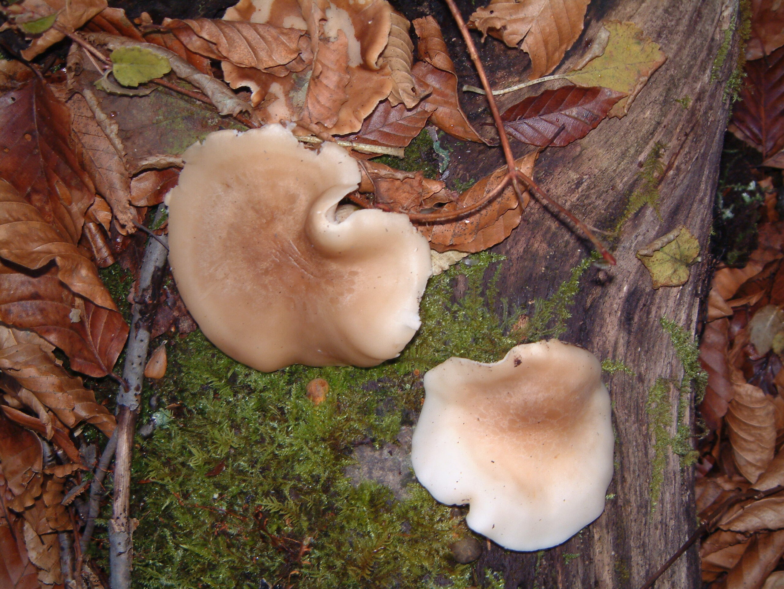 Beech Mushroom - Marmoreus