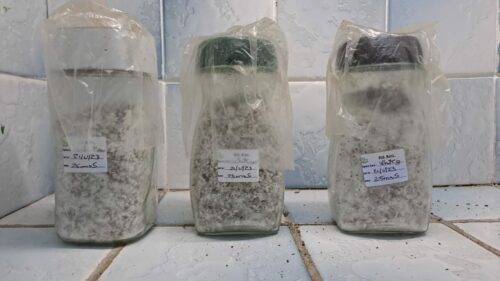 mushroom spawn in coffee bottles