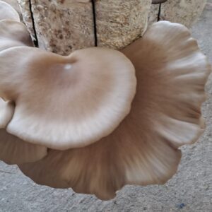 Grey Oyster