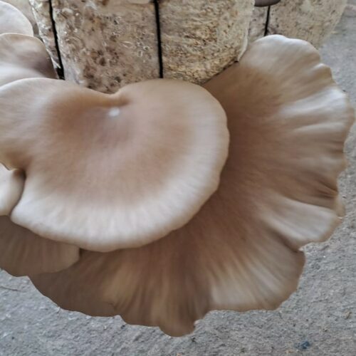Grey Oyster