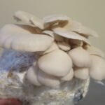 Pearl Oyster