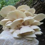 Pearl Oyster