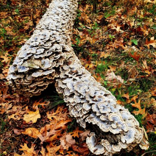Turkey Tail Log