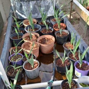 Field Trials on bottom feed vermicompost