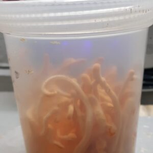 Cordyceps mushrooms growing in a 750 ml screw-top tub.