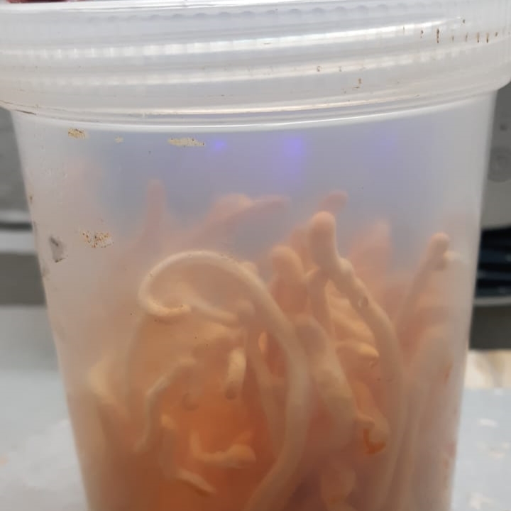 Cordyceps mushrooms growing in a 750 ml screw-top tub.