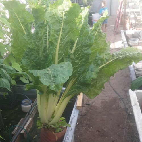 troglodyte hydroponic spinach
