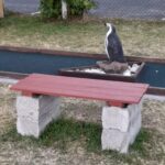 Stumbelbloc bench