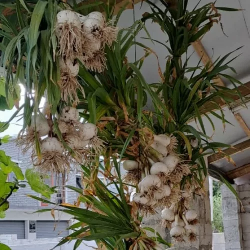 Solo Garlic Harvest