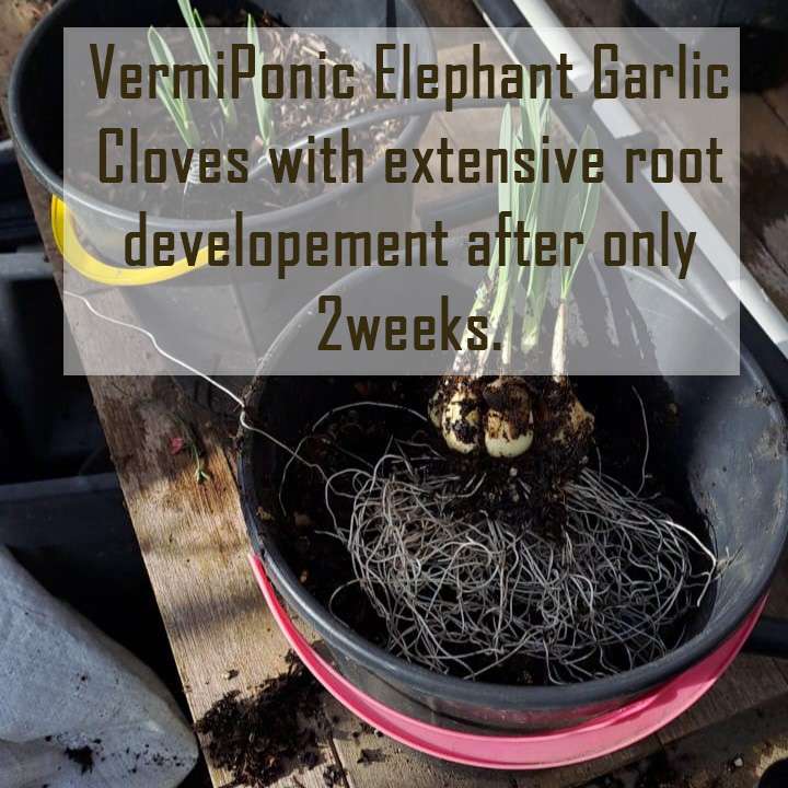 vitavermi BAM! on elephant garlic roots