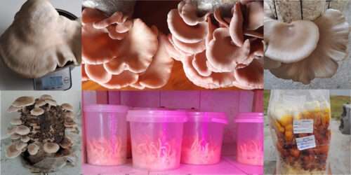 Mushroom Cultivation Collage