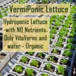 Vermiponic Lettuce, Vermiponics with water and Vermicompost - No Nutrients