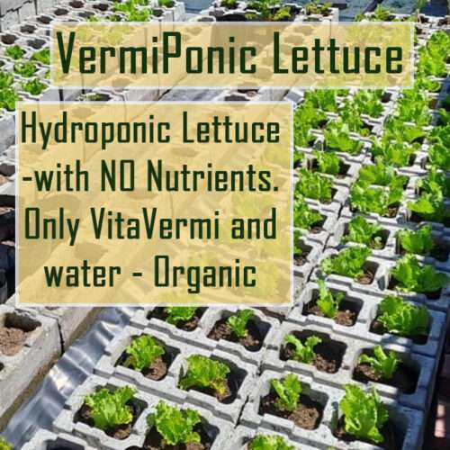 Vermiponic Lettuce, Vermiponics with water and Vermicompost - No Nutrients