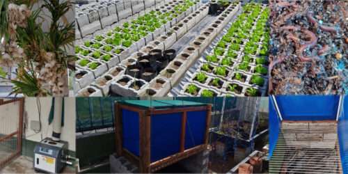 Vermiponic Vermiculture Collage