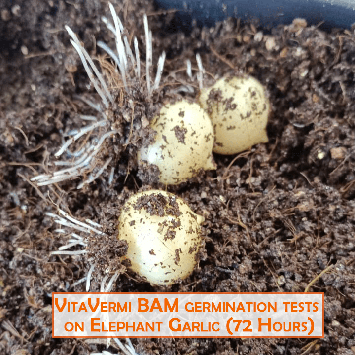 VitaVermi BAM - EG germination after 72 hours