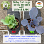 Shield BAM! Baby Cabbage Treatment
