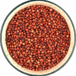 Red Sorghum
