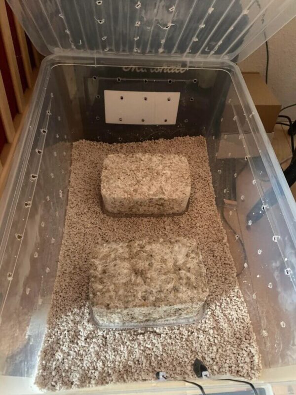 Shotgun Fruiting Chamber