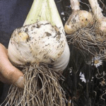 Elephant Garlic compared to Normal Garlic