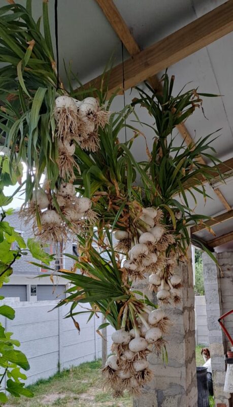 Solo garlic Harvest